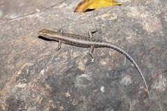 Lampropholis mirabilis