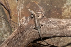 Lampropholis mirabilis