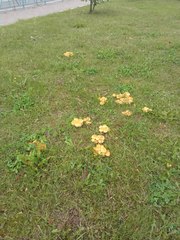 Pholiota kodiakensis