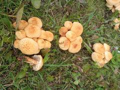 Pholiota kodiakensis