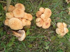 Pholiota kodiakensis