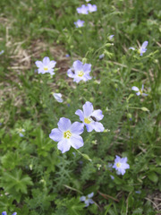 Linum alpinum