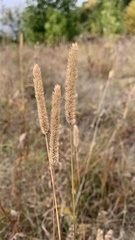 Phleum phleoides
