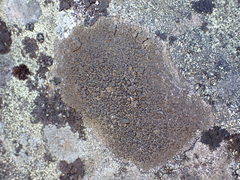 Protoparmelia badia