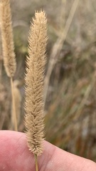 Phleum phleoides