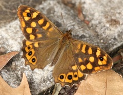 Pararge aegeria aegeria