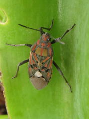 Spilostethus pandurus elegans