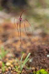 Caladenia perangusta