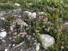 Felicia canaliculata