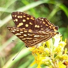 Dodona durga
