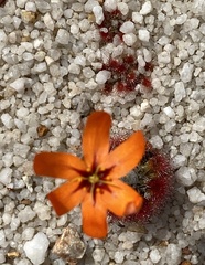 Drosera leucoblasta