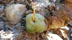Crassula hemisphaerica
