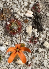 Drosera leucoblasta