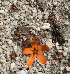 Drosera leucoblasta