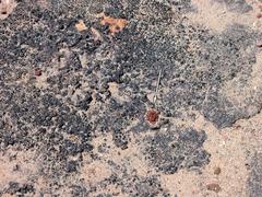 Anacampseros comptonii