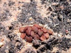 Anacampseros comptonii