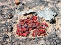 Anacampseros comptonii