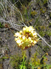 Tritoniopsis bicolor