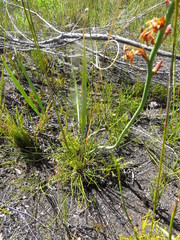 Tritoniopsis bicolor