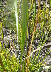 Tritoniopsis bicolor