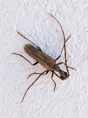 Vesperus fuentei