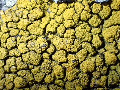 Candelariella coralliza