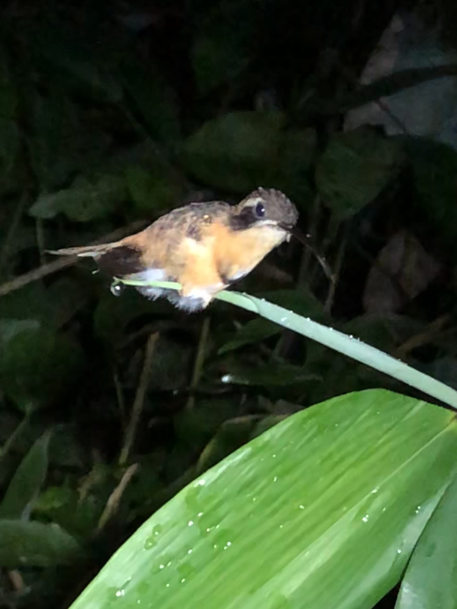 White-browed Hermit (Phaethornis stuarti), photo 3