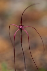 Caladenia perangusta