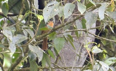 Furnariinae