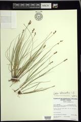 Carex heleonastes