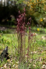 Caladenia perangusta