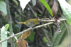 Chlorospingus flavigularis