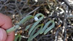 Cynanchum viminale viminale