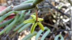 Cynanchum viminale viminale