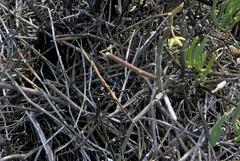 Cynanchum viminale viminale