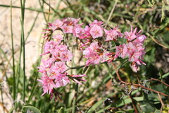 Limonium peregrinum
