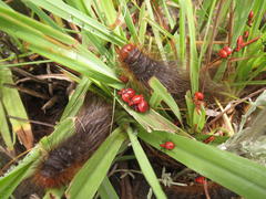 Ectrichodia crux