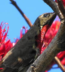 Chalcomitra senegalensis gutturalis