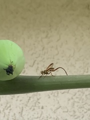 Toxotrypana curvicauda