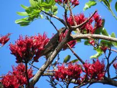 Chalcomitra senegalensis gutturalis