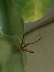 Toxotrypana curvicauda