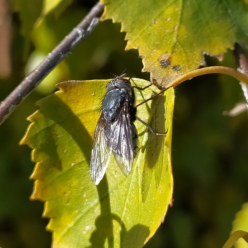 Bluebottle Flies from Карпинск, Свердловская обл., Россия on September ...