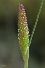 Phalaris paradoxa