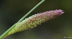Phalaris paradoxa