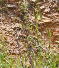 Phalaris paradoxa
