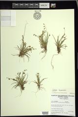 Carex krausei