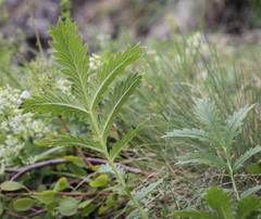 Potentilla longifolia