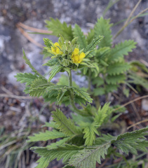 Potentilla longifolia