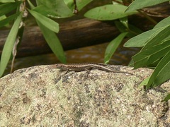 Lampropholis mirabilis