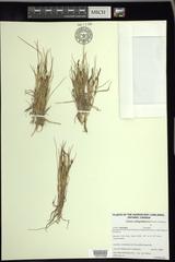 Carex subspathacea